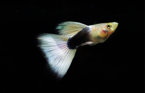 exotic guppies for sale